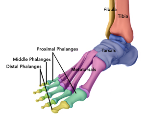 shoulder-anatomy