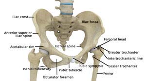 hip-anatomy