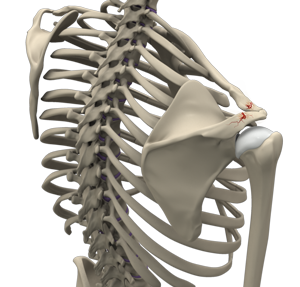 Shoulder Fracture