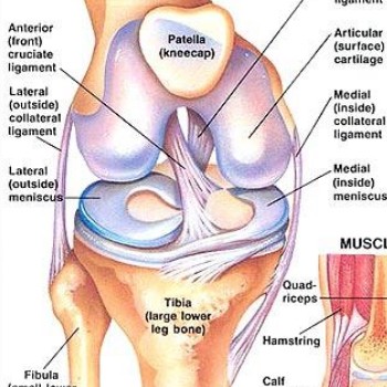 ACL Injury